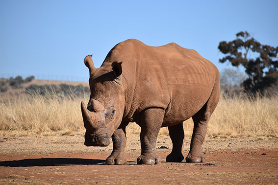 How the Rhino Got His Skin