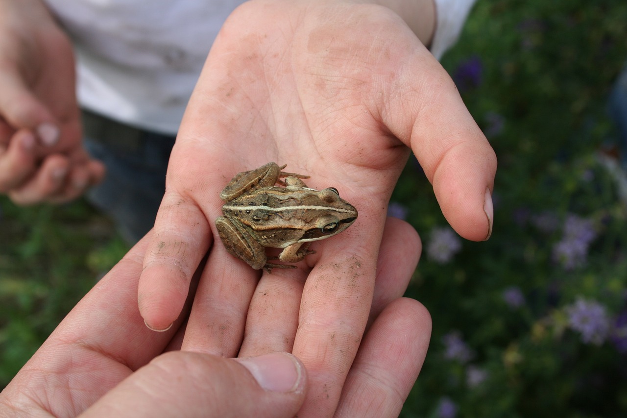 Frog in a child's hand Image by Kelly Taylor-Faye from Pixabay